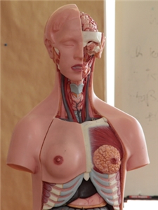 Anatomisches Modell Anatomisches Modell