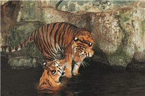 zwei sibirische Tiger in Aktion