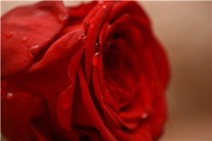 Eine Rosenblüte Eine Rosenblüte