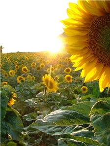 Sonnenblume Sonnenblume