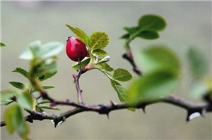 Schifra_Ausstellung Hagebutte an Dornenzweig