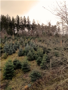 Das Waldgebiet in Losheim, wo die Bäume frisch geschlagen wurden