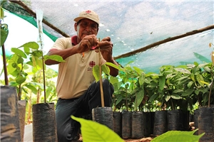 Peru: Anbautechniken Kakaopflanze