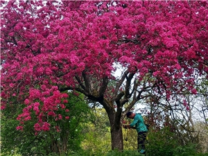 Kräftig rosa blühender Baum, darunter eine Person, die mit ihrer Kamera beschäftigt ist