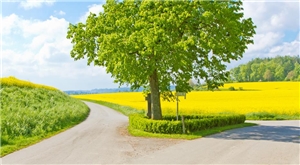 Der Weg Foto: Bilderbox