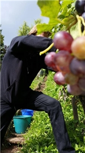 Im Weinberg Libero