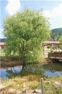Park Park