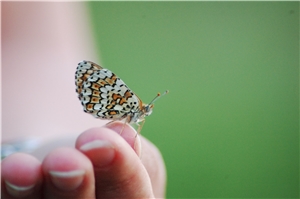 Schmetterling auf der Fingerkuppe