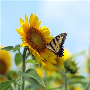 Eine Sonnenblume mit einem Schmetterling