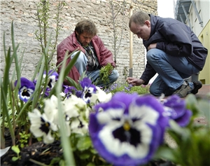 Gartenpflege Zwei Männer arbeiten in einem Blumenbeet.