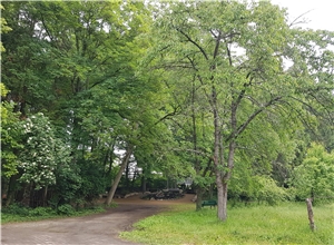 Park Park