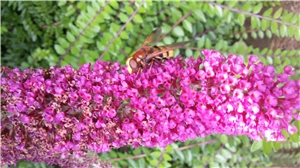 Sommerflieder Sommerflieder