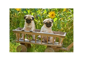zwei Hunde sitzen in einem Leiterwagen