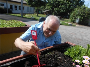 älterer Mann pflegt das Hochbeet
