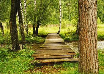 Foto mit Sicht auf eine Holzbrücke die über einen Bach in einem Wald fließt