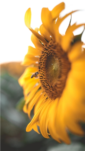 Fliegende Biene vor Sonnenblume