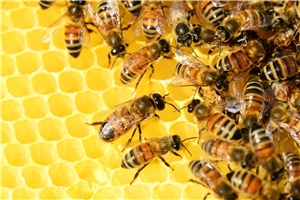Bienenwabe Bienenwabe