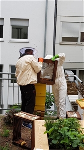 Herr Baumbusch und Frau Steinmetz beim umsetzen der Bienen. Herr Baumbusch und Frau Steinmetz beim umsetzen der Bienen.