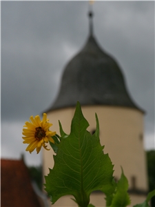 Blume vor Kirchenturm