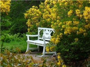 Gelber Strauch davor weiße Gartenbank Gelber Strauch davor weiße Gartenbank