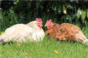 Zwei Hühner liegen nebeneinander im Gras