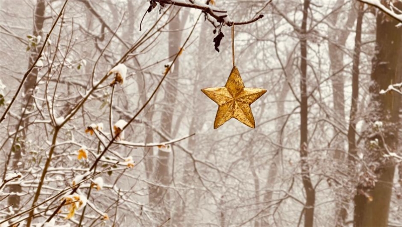 Ein goldener Weihnachtsstern hängt im verschneiten Wald an kahlen Ästen.