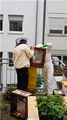 Regina Steinmetz und Herbert Baumbusch beim Umsetzen der Bienen / Heike Huber