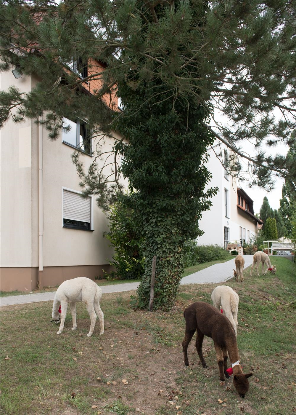 Haus St. Martha mit Alpakas (© Caritasverband Worms e. V., Horst Stange)