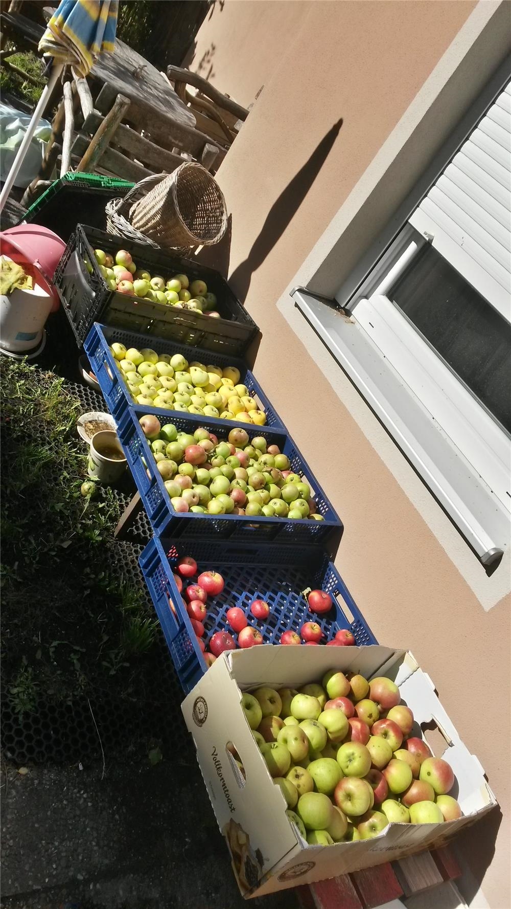 Apfelernte in LEA 