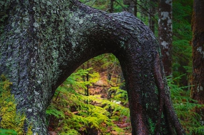 Verwachsene Wurzel im Wald