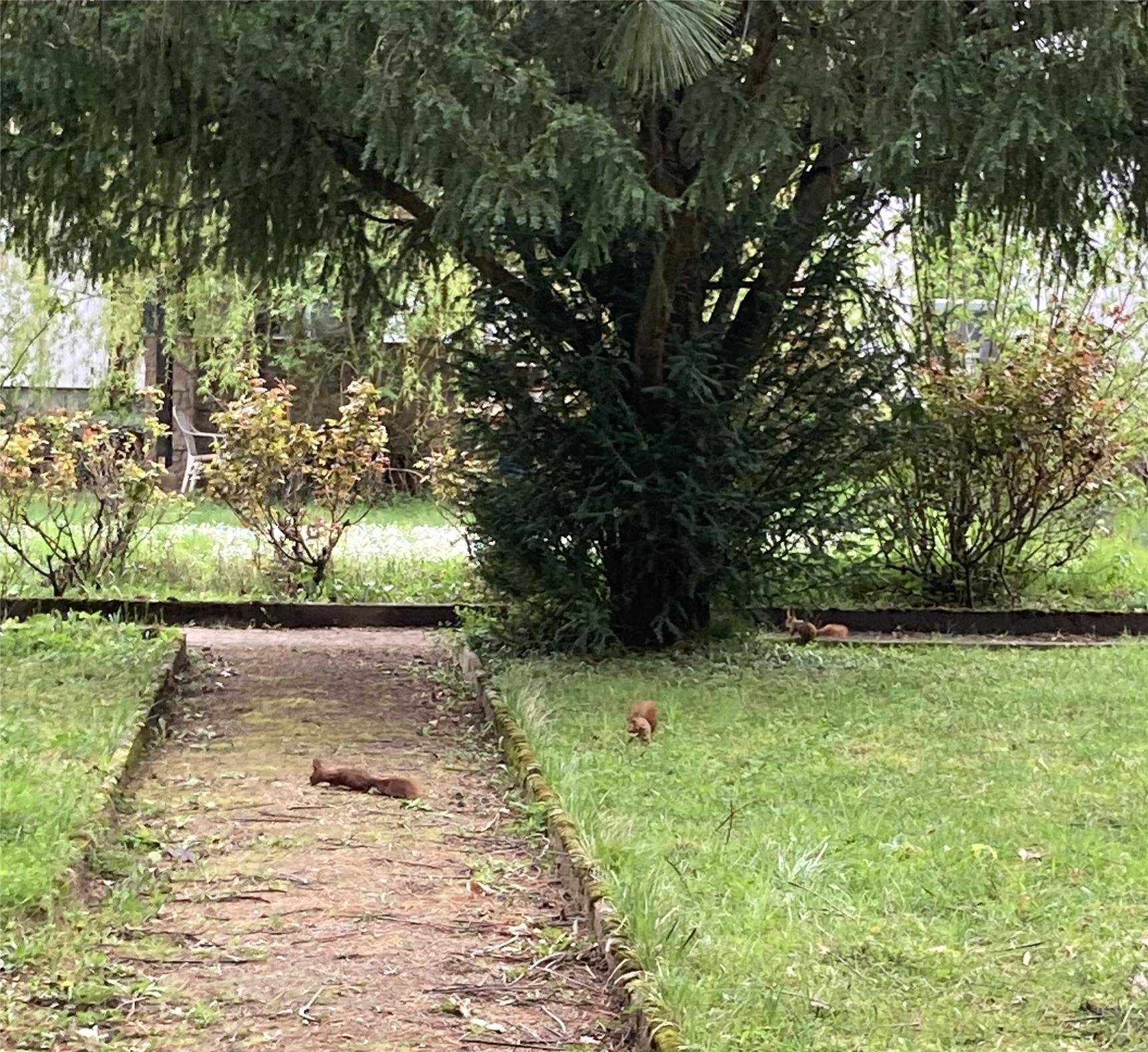 Eichhörnchen im Park