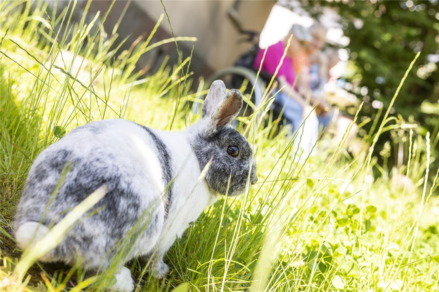 Ein Kaninchen sitzt im Gras (Thomas Wagner)