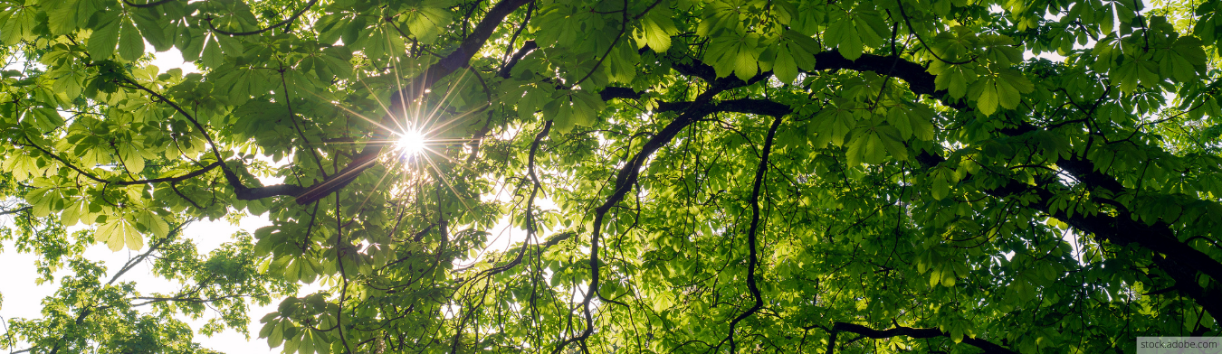 Header Glauben und Leben: Die Sonne scheint durch die grüne Krone eines Kastanienbaums.