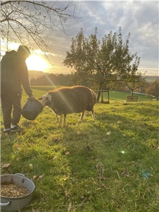 Eine Person füttert bei Sonnenuntergang auf einer Wiese ein Schaf. Die Szene enthält grünes Gras, Baum ohne Blätter und Futterbehälter im Vordergrund.