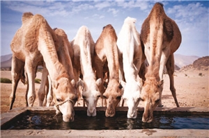 Fotografie aus der Wüste mit Kamelen