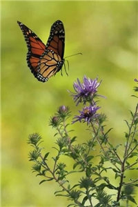 Schmetterling als Symbol für die Vergänglichkeit des Lebens