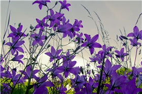 Glockenblumen lila - Martha Gahbauer