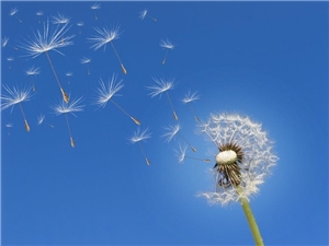 Sommer - Pusteblume vor blauem Himmel Eine Pusteblume vor blauem Himmel