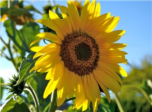 Sommer - Sonnenblume Sommer - Sonnenblume