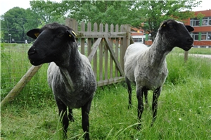 Neue Schafe in St. Michael
