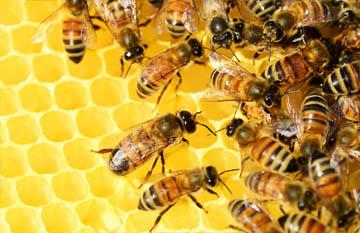 Bienen
