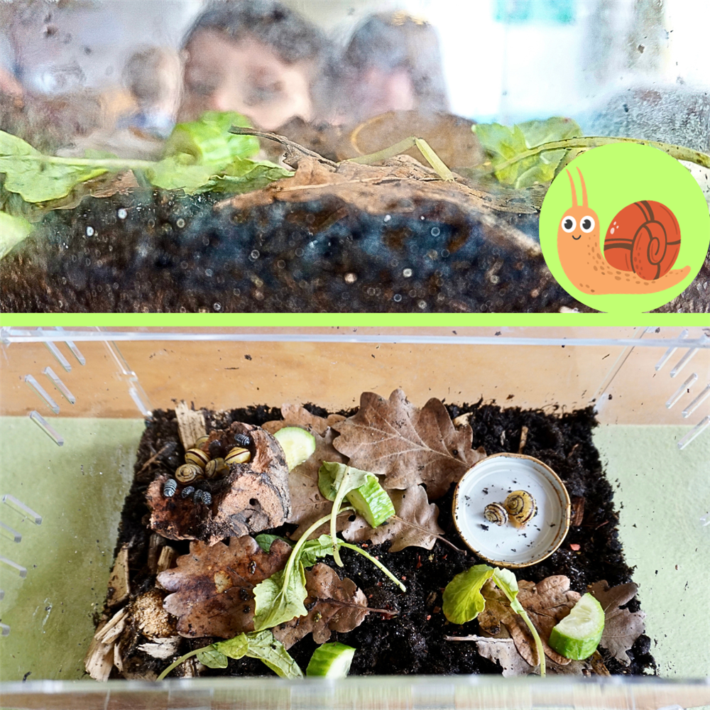 Collage: durch die Scheiben fotografiert sieht man vorne Erdreich und hintem Terrarium Kindergesichter, Terrarium von oben fotografiert