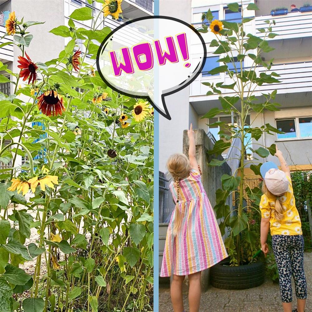 Collage aus zwei Fotos: zwei Kinder recken sich nach einer riesigen Sonnenblume im Autoreifen, Sonnenblumenfeld