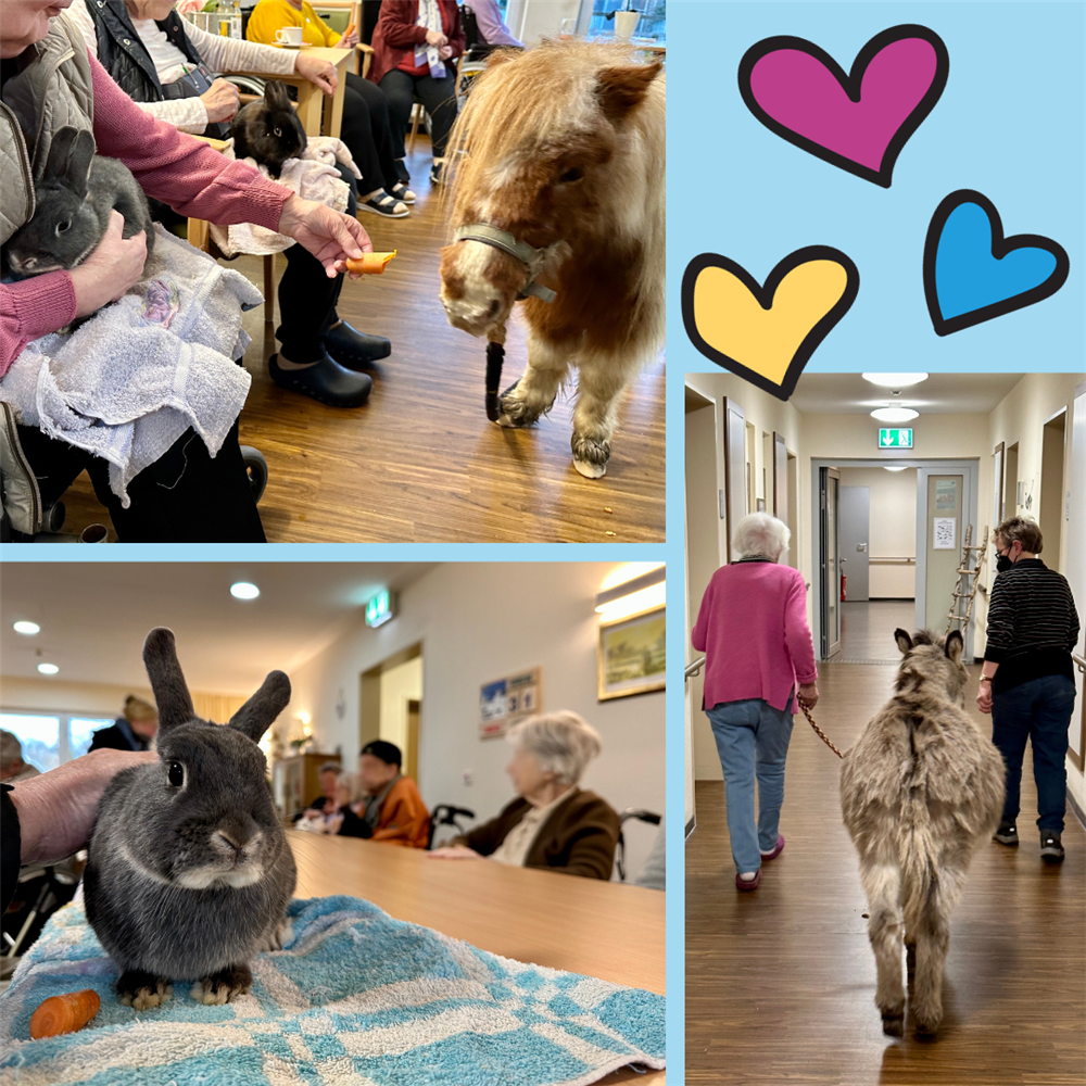 Collage: Kaninchen auf einem Tisch mit Senior*innen im Hintergrund, Pony wird in Sitzrunde mit Möhren gefüttert, Esel wird von Bewohnerin und Gabi über den Flur weg geführt