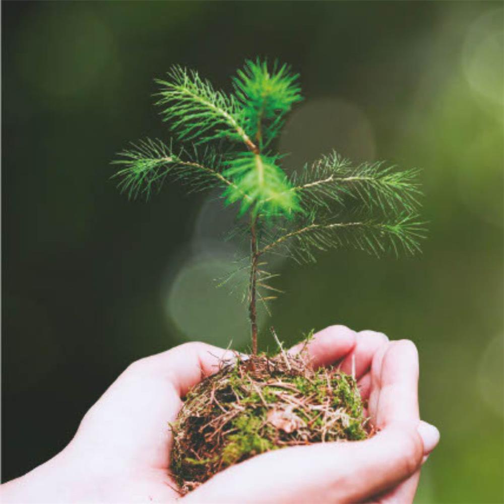 Zwei zusammengeführte Hände sind mit Erde und einem Tannenbaum-Setzling gefüllt