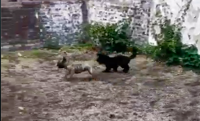 Die beiden Hunde flitzen durch den Hinterhof