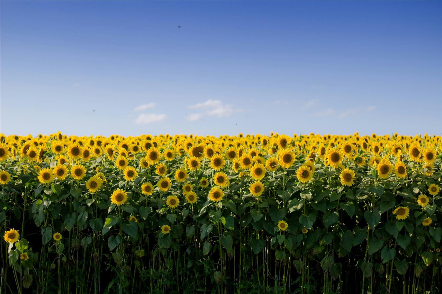 Das Bild zeigt ein feld blühender Sonnenblumen.