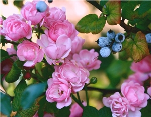 Rose Rose