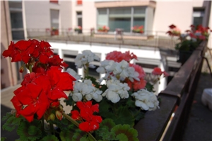 Blumenkästen auf Terrassen und Balkonen werden neu bepflanzt