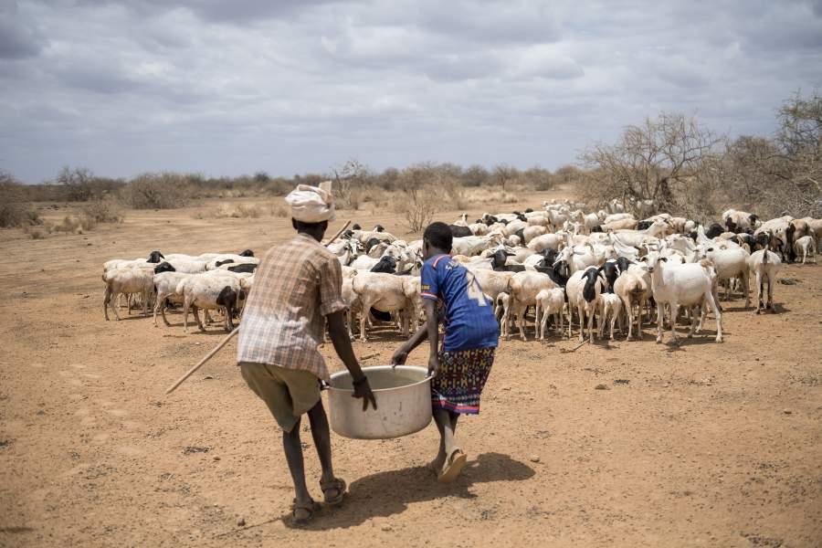 2 Männer tragen Wasser in einem gorßen Bottich zu einer Herde von Schafen